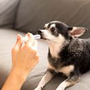 Sucrabest für Hunde: Ein umfassender Ratgeber