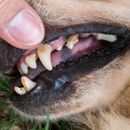 Zahnsteinentfernung bei Hunden: Ein umfassender Leitfaden