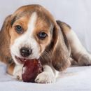 Darf mein Hund Pflaumen essen?
