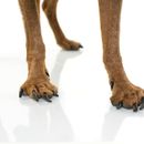 Librela: Revolutionäre Schmerzlinderung für Hunde mit Arthrose