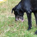 Hund übergibt sich in der Nacht