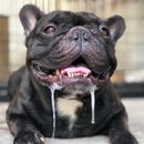 Epilepsie beim Hund