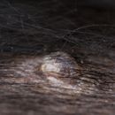 Warzen beim Hund: Ist das schlimm?