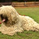 Hunde mit Dreadlocks