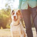 Dein Hund bellt bei jedem kleinen Geräusch - Lösungen!