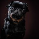 Hunde mit Down Syndrom - Trisomie 21 Hunde