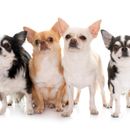 22 Chihuahua mit Bildern - Chihuahua Arten und süße Mischlinge