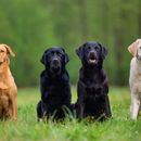 Labrador: Showlinie vs. Arbeitslinie - die Unterschiede