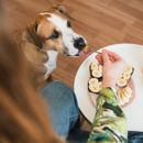Darf dein Hund Erdnussbutter naschen?