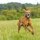 Maulkorb für den Hund ausmessen