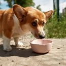 Darf mein Hund Linsen essen?