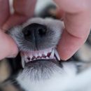 Blasse Schleimhäute bei Hunden: Ursachen und Tipps zur Behandlung