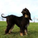 Hunde mit langem Fell: Mit diesen speziellen Problemen muss man rechnen