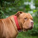 8 Favoriten für breite Hundehalsbänder