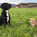 Adoption Day (Gotcha Day): Die schönsten Erinnerungs-Geschenke für Hundeltern