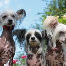 Top 10 Chinesische Hunderassen mit Bildern