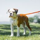 4 Tipps gegen Stress an der Leine - wenn Herrchen, Frauchen und Hund entspannt spazieren