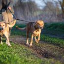 Doppelleine Hunde - worauf du achten sollst