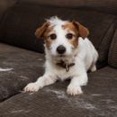 Hundesofa und Sofaschutz