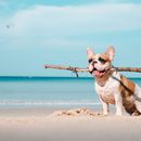 Urlaub mit dem Hund am Meer: Ist Salzwasser gefährlich für meinen Schatz?