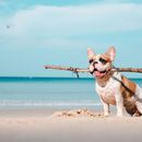 Urlaub am Meer: Ist Salzwasser gefährlich für Hunde?