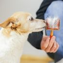 5 Tipps für den Fellwechsel beim Hund