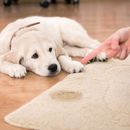 Hund im Haus: Dem neuen Mitbewohner Grenzen setzen