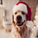 10 Weihnachtsgeschenke für Hunde