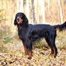 Setter Hunde: Irish, English & Gordon - Infos & Bilder