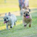 Atemwegserkrankungen beim Hund - Bronchitis und Co erkennen und bekämpfen