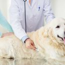 Was tun, wenn dein Hund Blut erbricht?