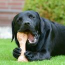 Hund frisst Schweineknochen - ist das gefährlich? Alles was ihr über Knochen und Hunde wissen müsst