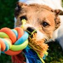 Hundespielzeug unkaputtbar