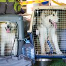 Hundetransportboxen: Nicht nur auf die Größe kommt es an