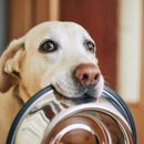 Irish Pure Hundefutter: Test und Erfahrungsbericht