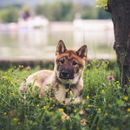 Wandern mit Hund in der Sächsischen Schweiz