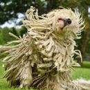 Alopezie beim Hund - Ursachen, Symptome, Diagnose, Vorbeugung und Behandlung