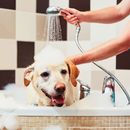 Wie oft badet man einen Hund?