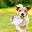 Mera Hundefutter: Test und Erfahrungsbericht