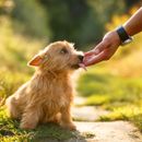 Bucket List: Diese Dinge mit und für deinen Hund solltest du unbedingt gemacht haben