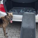 Der Hund kommt die Treppe nicht hoch – Arthrose lähmt den Vierbeiner