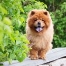 Hund mit blauer Zunge: Eine Liste und warum gibt es die blaue Zunge beim Hund?