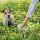 Durchfall beim Hund