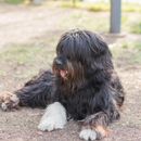 Arthrose beim Hund - Ursachen, Symptome, Diagnose, Vorbeugung und Behandlung