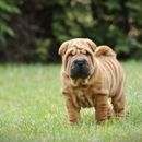 Erziehung und Ausbildung eines Shar Pei – was ist zu beachten?