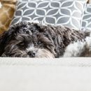 Bachblüten für Hunde - eine Übersicht und Tipps
