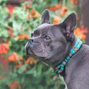 Unser liebstes Tau Halsband für Hunde: 5 Favoriten