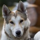 10 Empfehlungen für ein Anti Zug Geschirr fürn Hund