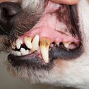 5 Tipps gegen Zahnstein beim Hund