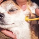 Anzeigen Borreliose beim Hund – Symptome & Behandlung